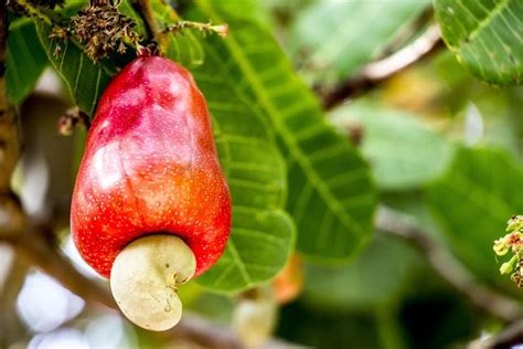 Cashew Tree Seeds for Planting (6 Seeds) - Anacardium occidentale ...