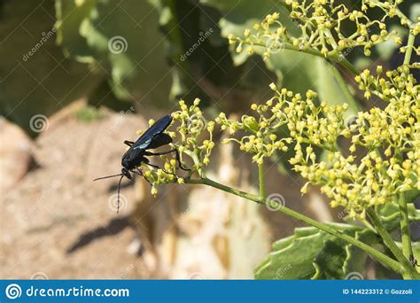 Giant Black Spider Hunting Wasp Cyphononyx Atropos Foraging Nectar On