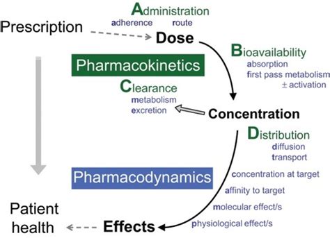 Pharmacology Flashcards Quizlet