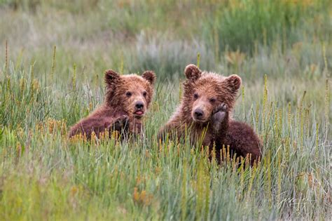 Grizzly Bear Cubs Photo | Katmai | Alaska | Photos by Jess Lee