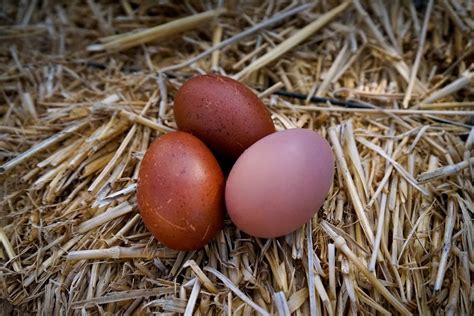 Black Chickens Eggs