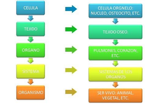 Niveles De Organización Interna De Los Seres Vivos Y La Materia Locos Por La Ciencia