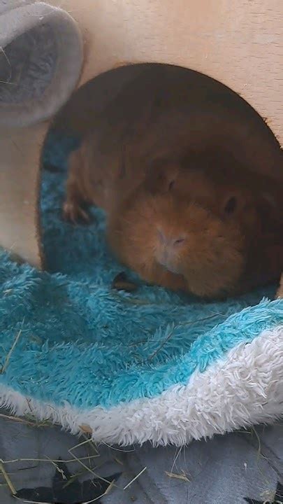 Whispa The Guinea Pig Relaxing 😌💗 Relaxing Squeaks Guineapig Cute