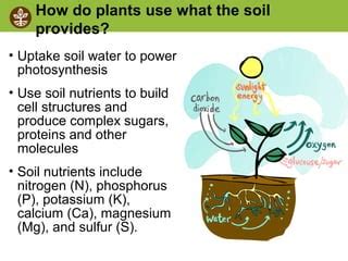 Soilbiologyziegler Phpapp Ppt