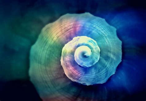 Free Images - snail shell spiral snail