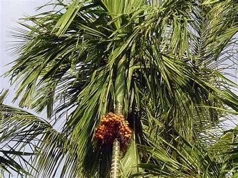 Areca Palme Richtig Pflegen Anleitung Tipps