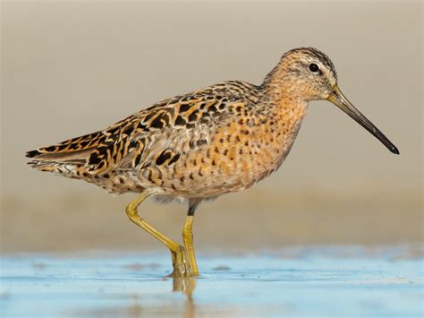 long billed dowitcher juvenile