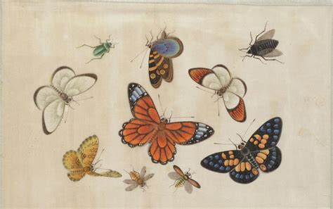 The Butterfly Album Painting Chinese Butterfly Old Art