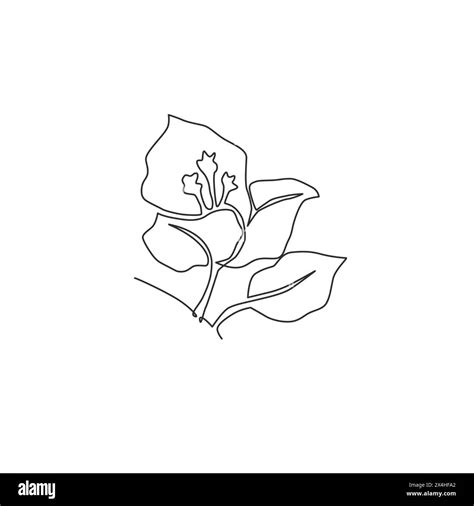 Single Continuous Line Drawing Of Beauty Fresh Bougainville For Home