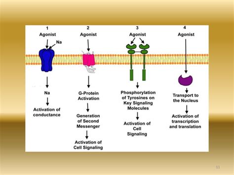 Enzyme Linked Receptors Ppt