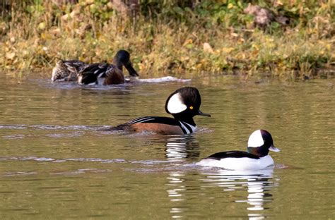 Two Of My Favorites Bufflehead And Hooded Merganser Nort Flickr