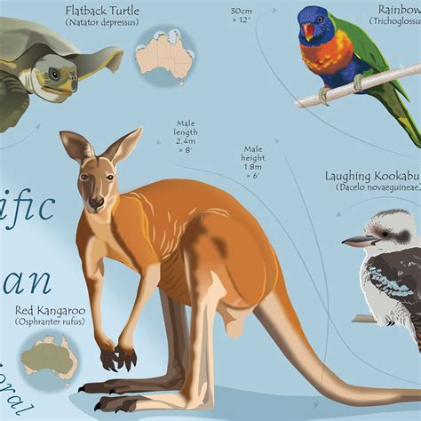 Illustrated Map of Australia Wildlife - Etsy