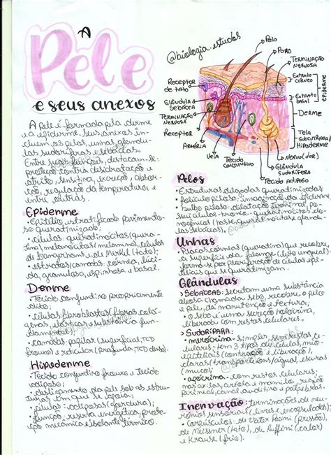 Resumo Pele E Seus Anexos Ensino De Biologia Material De Enfermagem
