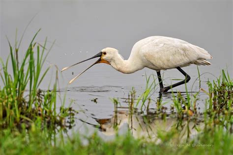 L Ffler Naturfotografie G M Dahmen Bilder Fotos