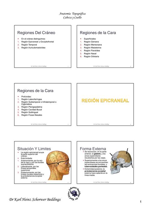 SOLUTION Anatom A Topogr Fica Cabeza Y Cuello 003 Regiones Topogr