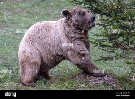 Syrian brown bear (Ursus arctos syriacus Stock Photo - Alamy