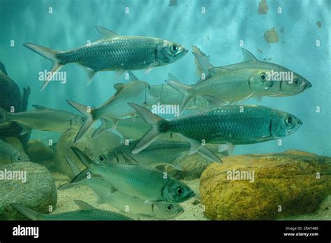 Indo Pacific tarpon, Fish, Megalops cyprinoides, Tarpon Indo Pacific or ...