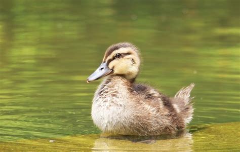 Free Images Nature Wing Cute Pond Spring Fluffy Beak Small