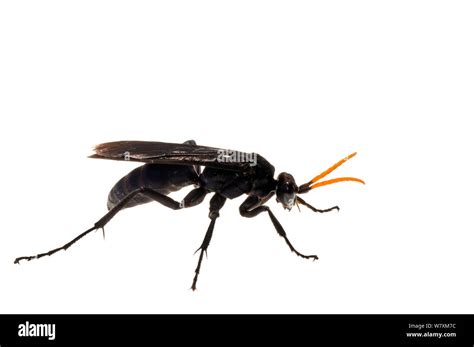 Tarantula Hawk Wasp Pepsis Sp Southern Appalachians South Carolina United States June