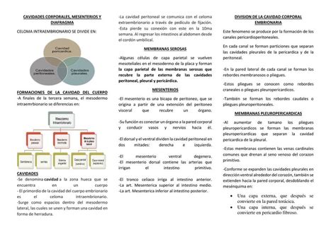 Cavidades Corporales Formaci N Del Diafragma Y Aparato Respiratorio