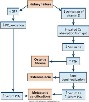 Chronic Kidney Disease CKD Flashcards Quizlet