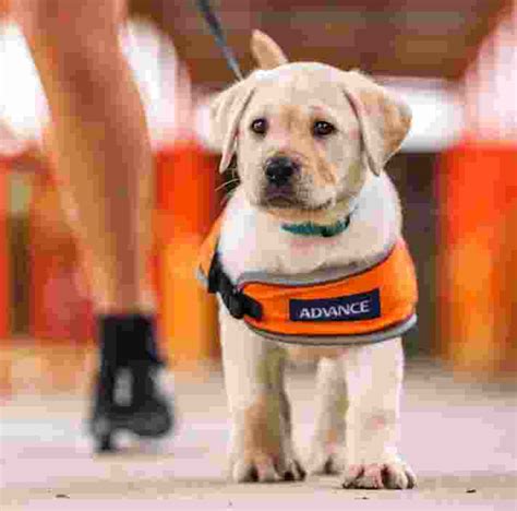 Contact Us Guide Dogs Nswact