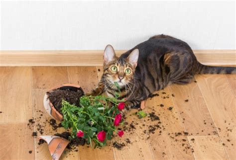 猫が飼い主についてくるのはなぜ？追いかける心理や鳴く理由を解説！