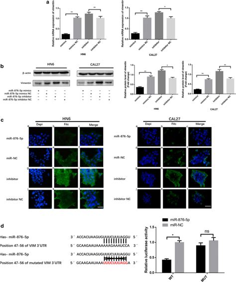 Vimentin Is A Direct Target Of Mir 876 5p In Hnscc A B The Relative