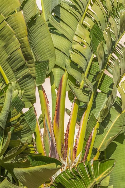 Grande P Ssaro Branco Da Planta Do Para So Foto De Stock Imagem De