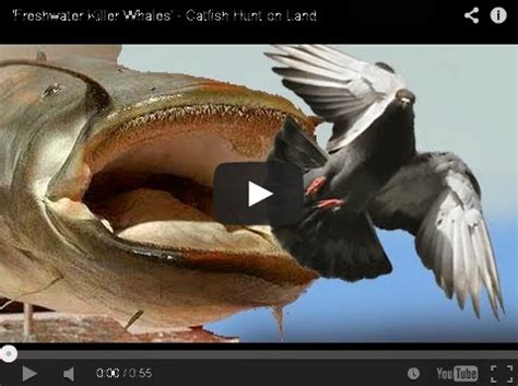 hunter & fishing: Freshwater Killer Whales' - Catfish Hunt on Land