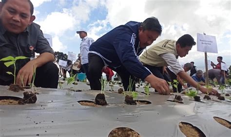 Kementan Kembangkan Teknologi Soil Block Budidaya Bawang Dan Cabai Di