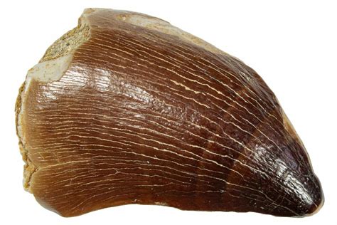 16 Fossil Mosasaur Prognathodon Tooth Morocco 249622 For Sale