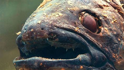 Coelacanths The Poster Fish For Living Fossils Have Actually Had A