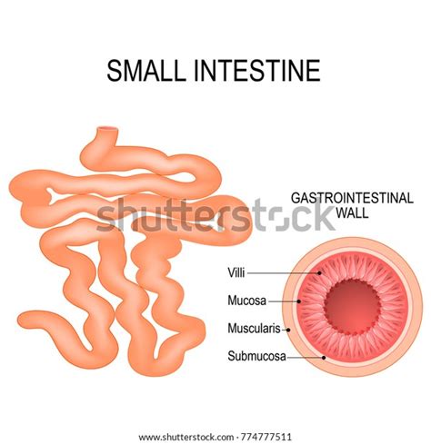 Small Intestine General View Crosssection Human Stock Illustration