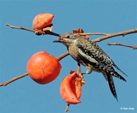 Woodpeckers In Illinois Species You Can See Id Guide