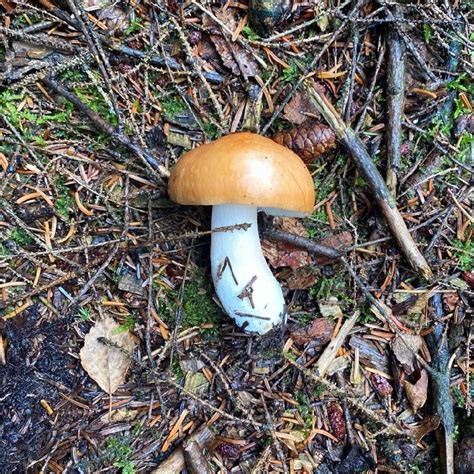 ススケベニタケ Russula decolorans Picture Mushroom