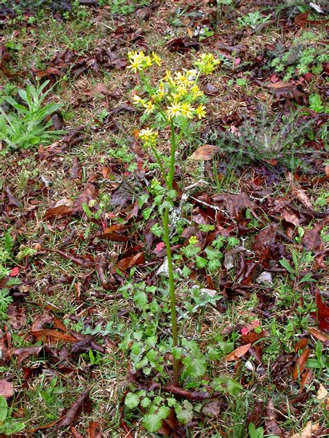 Packera Glabella Asteraceae