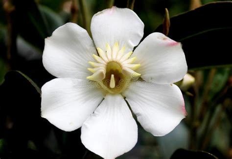 Six Petals White Flower Stock Image Image Of Colorful 30620749