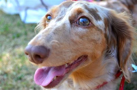 犬の鼻先はどうしていつもぬれているの？｜「マイナビウーマン」