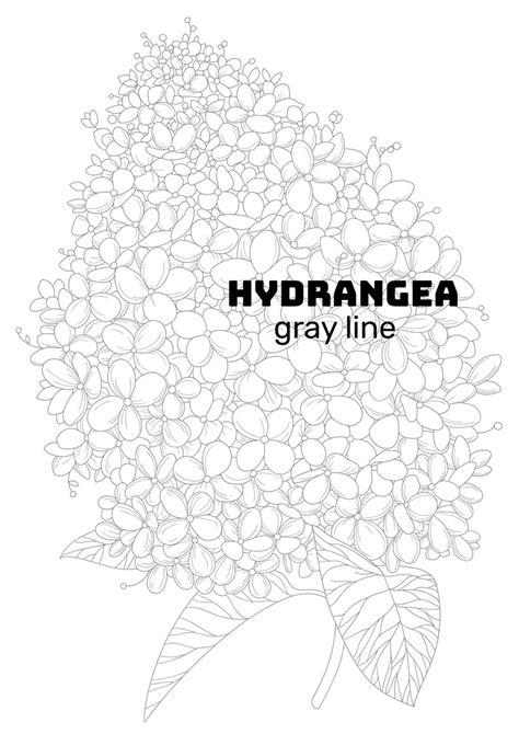 Hydrangea Flower Coloring Page Printable Pdf And Svg With Etsy