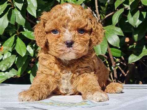 How Big Do Cavapoos Get Europuppy