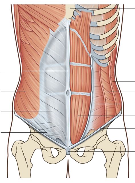 Anterior Abdominal Wall Diagram Quizlet