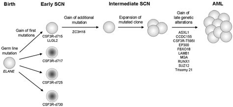 Schematic Representation Of The Clonal Evolution Of SCN To AML The