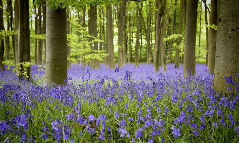 Best Bluebell Woods In Dorset 2024 Exploring Dorset