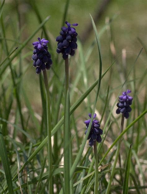 Escursioni Apuane Flora E Fauna