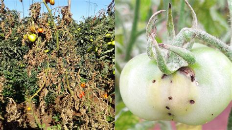 Tomato Farming Diseases Management Agri Innovation Hub