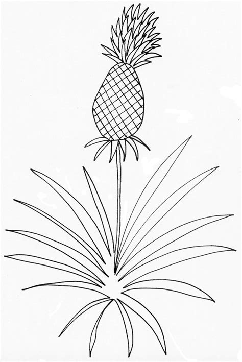 Coloriage D Un Ananas Plante T Te Modeler