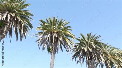 Palms In Los Angeles California USA Summertime Aesthetic Of Santa