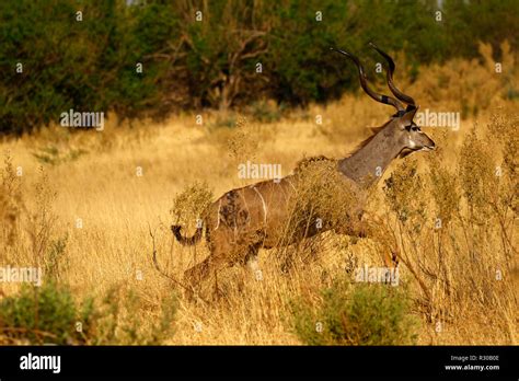 Greater Kudu Images Hi Res Stock Photography And Images Alamy