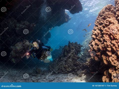 Scuba Diving And Exploring The Coral Reefs In The Southern Red Sea Of Egypt Stock Image Image